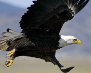 bald-eagle flight